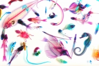 新世界『透明標本』 New World Transparent Specimens/Iori Tomita©