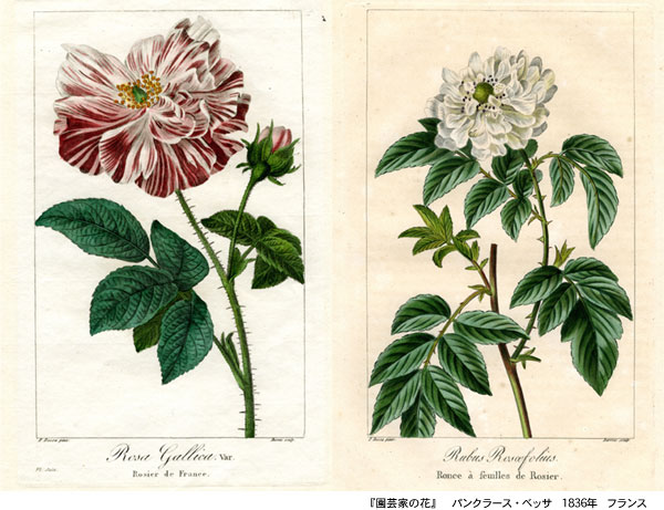 フランスアンティーク 博物画 植物画『CYPHOKENTIA ROBUSTA』 多色刷り石版画　ボタニカルアート