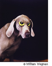 ꥢࡦåޥΰWilliam Wegman Photo Exhibition